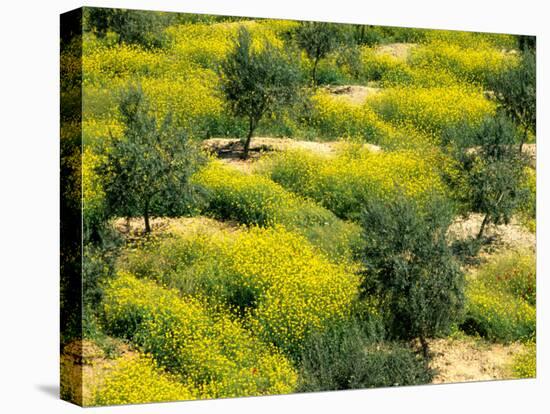 Olive Trees, Provence of Granada, Andalusia, Spain-David Barnes-Premier Image Canvas