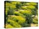 Olive Trees, Provence of Granada, Andalusia, Spain-David Barnes-Premier Image Canvas