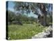 Olive Trees, Puglia, Italy, Europe-Terry Sheila-Premier Image Canvas