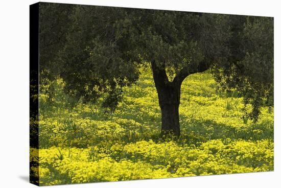 Olive Trees with Flowering Bermuda Buttercups (Oxalis Pes Caprae) Kaplika, Cyprus, April-Lilja-Premier Image Canvas