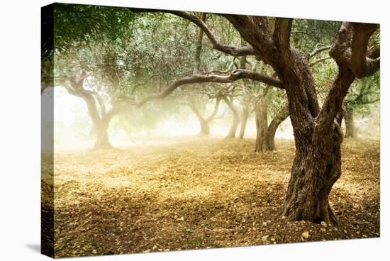 Olive Trees-Subbotina Anna-Stretched Canvas