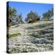 Olives Groves and Wild Flowers, Greece, Europe-Tony Gervis-Premier Image Canvas