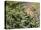 Olympic Chipmunk (Tamias Amoenus Caurinus) in Conifer, Washington, USA-Gary Luhm-Premier Image Canvas