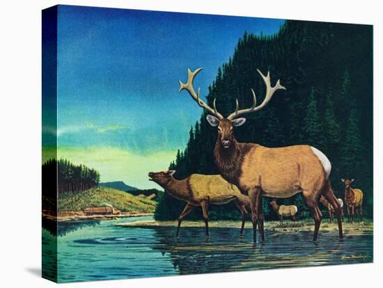 Olympic Elk-Bruce Bontrager-Premier Image Canvas
