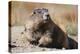 Olympic Marmot-DLILLC-Premier Image Canvas