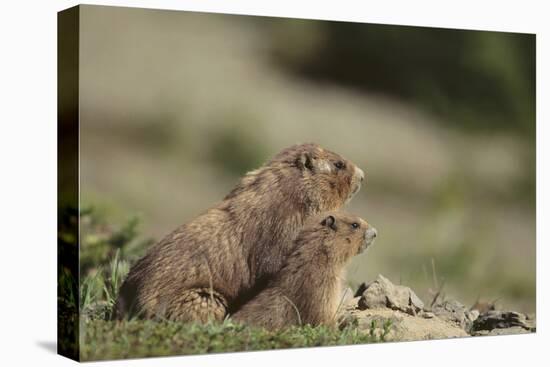 Olympic Marmots-DLILLC-Premier Image Canvas