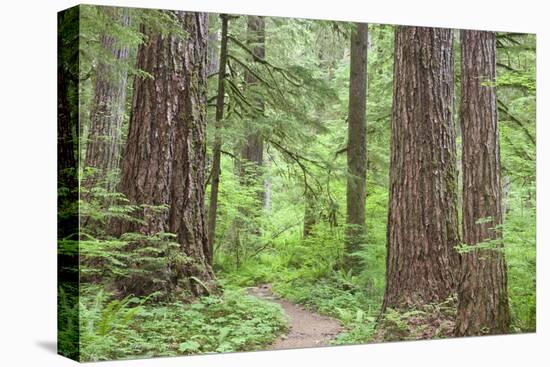 Olympic National Forest Trail Through the Forest Washington, USA-Jaynes Gallery-Premier Image Canvas