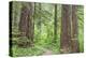 Olympic National Forest Trail Through the Forest Washington, USA-Jaynes Gallery-Premier Image Canvas