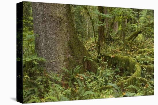 Olympic National Park, Hoh River Valley-Ken Archer-Premier Image Canvas