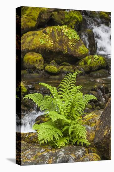 Olympic National Park, Lake Quinault Washington. Sword Fern at Bunch Creek-Michael Qualls-Premier Image Canvas