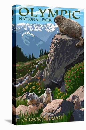 Olympic National Park - Marmots-Lantern Press-Stretched Canvas