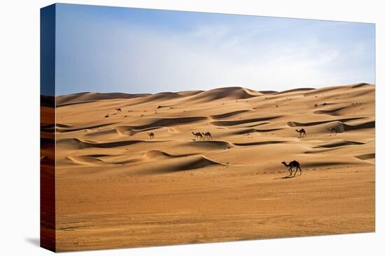 Oman, Wahiba Sands. Camels Belonging to Bedouins Cross Sand Dunes in Wahiba Sands.-Nigel Pavitt-Premier Image Canvas