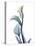 Ombre Expression Calla Lily 1-Albert Koetsier-Premier Image Canvas