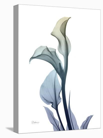 Ombre Expression Calla Lily 1-Albert Koetsier-Premier Image Canvas