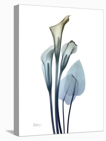 Ombre Expression Calla Lily 2-Albert Koetsier-Premier Image Canvas