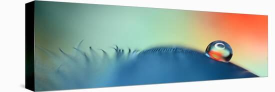 On a feather-Heidi Westum-Premier Image Canvas