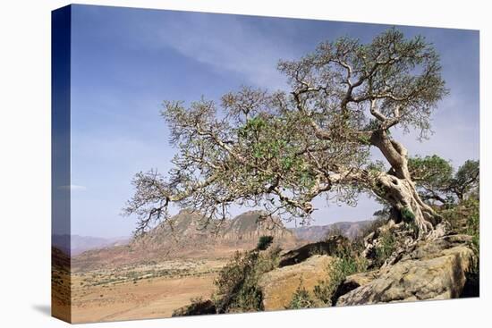 On the Flank of Mount Workamba, Tambien Region, Tigre Province, Ethiopia, Africa-Bruno Barbier-Premier Image Canvas