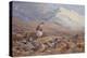 On the Ptarmigan Ground watercolor-Archibald Thorburn-Premier Image Canvas