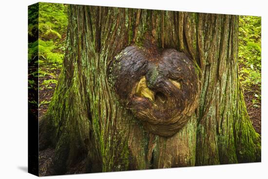 On the Trail of the Cedars, Glacier National Park, Montana, Usa-Russ Bishop-Premier Image Canvas