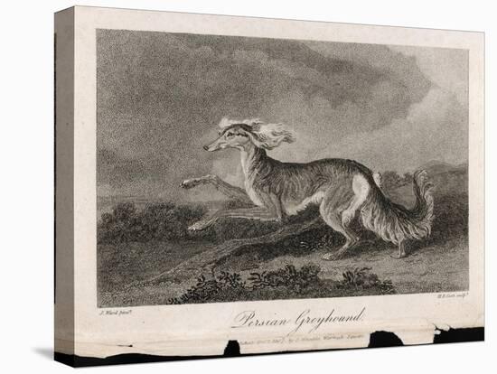 Once Known as the Persian Greyhound-H.r. Cook-Stretched Canvas