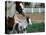 One Day Old Horse with Mother-Chris Rogers-Premier Image Canvas