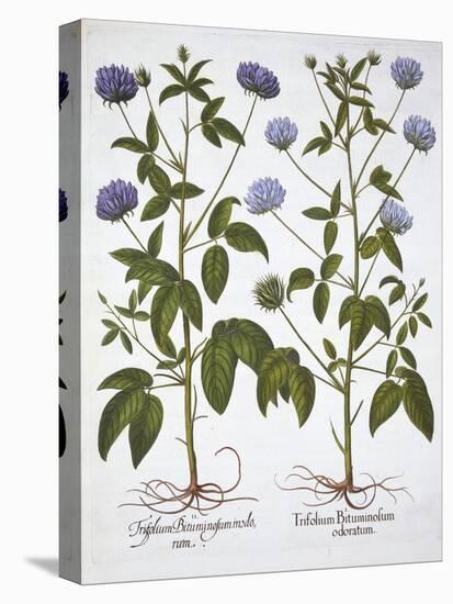 One-Flowered Clovers, from 'Hortus Eystettensis', by Basil Besler (1561-1629), Pub. 1613 (Hand-Colo-German School-Premier Image Canvas