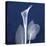 One Indigo Calla Lily-Albert Koetsier-Stretched Canvas