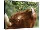 One of a Herd of Scottish Highland Cattle Picks Pears from a Tree in Gockhausen, Switzerland-null-Premier Image Canvas