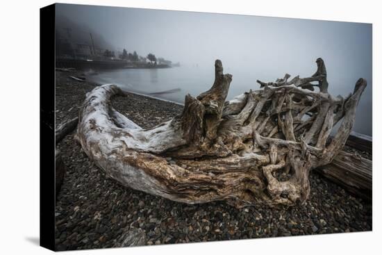 One of Many Trees Washed Up Upon the Shore of Alki Beach, West Seattle, Washington-Dan Holz-Premier Image Canvas