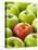 One Red Apple Among Green Apples-Greg Elms-Premier Image Canvas