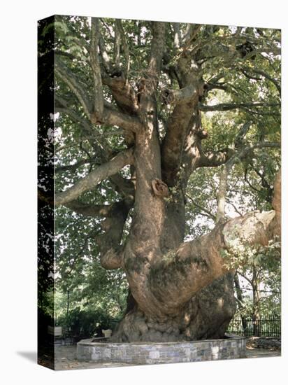 One Thousand Year Old Plane Tree, Trunk Has Circumference of 14 Metres, Isagarada, Pelion, Greece-R H Productions-Premier Image Canvas