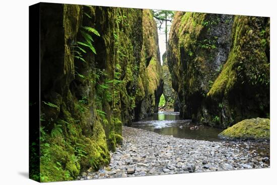 Oneonta Creek in Oneonta Gorge, Columbia River National Scenic Area, Oregon, United States-Craig Tuttle-Premier Image Canvas