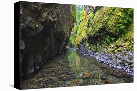 Oneonta Creek in Oneonta Gorge, Columbia River National Scenic Area, Oregon-Craig Tuttle-Premier Image Canvas