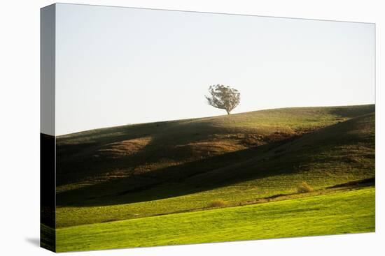 OneTree Hill-Richard Wong-Premier Image Canvas