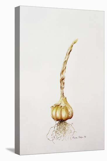 Onion, 1998-Alison Cooper-Premier Image Canvas