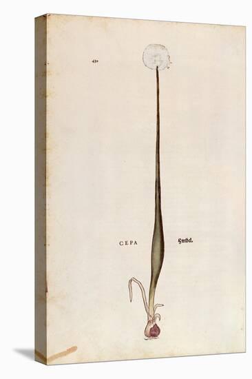 Onion (Allium Cepa) by Leonhart Fuchs from De Historia Stirpium Commentarii Insignes (Notable Comme-null-Premier Image Canvas