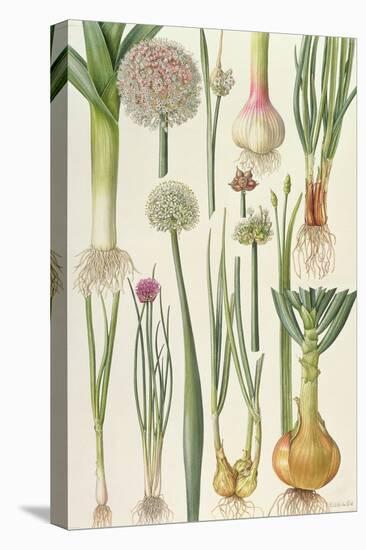 Onions and Other Vegetables-Elizabeth Rice-Premier Image Canvas