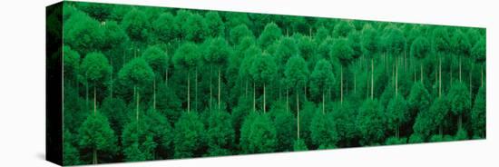 Onogo Kitayama Cedar Trees Kyoto Japan-null-Premier Image Canvas