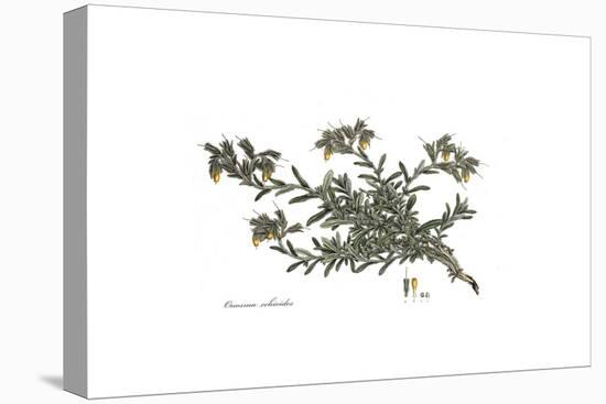 Onosma Echioides, Flora Graeca-Ferdinand Bauer-Premier Image Canvas