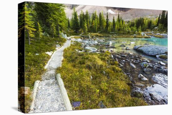 Opabin Plateau Trail Above Lake O'Hara, Yoho National Park, British Columbia, Canada-Russ Bishop-Premier Image Canvas