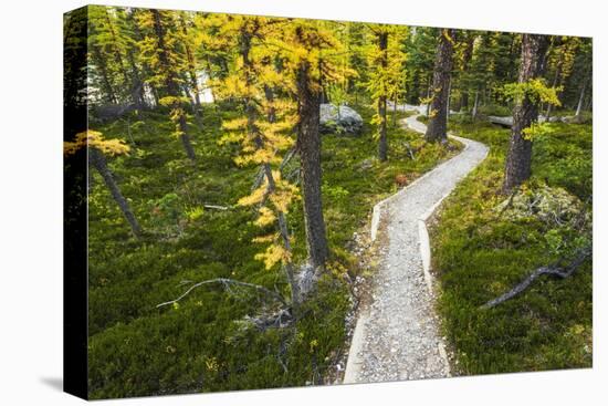 Opabin Plateau Trail Above Lake O'Hara, Yoho National Park, British Columbia, Canada-Russ Bishop-Premier Image Canvas