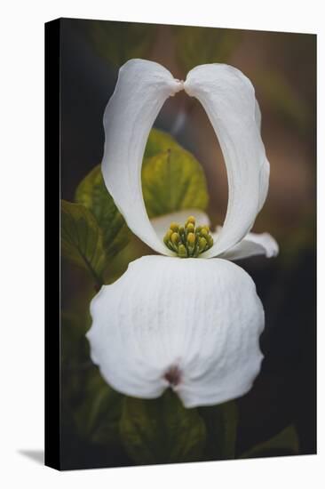 Open Dogwood-Philippe Sainte-Laudy-Premier Image Canvas