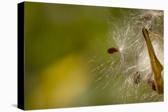 Open Milkweed Pod with Seeds, Garden, Los Angeles, California-Rob Sheppard-Premier Image Canvas