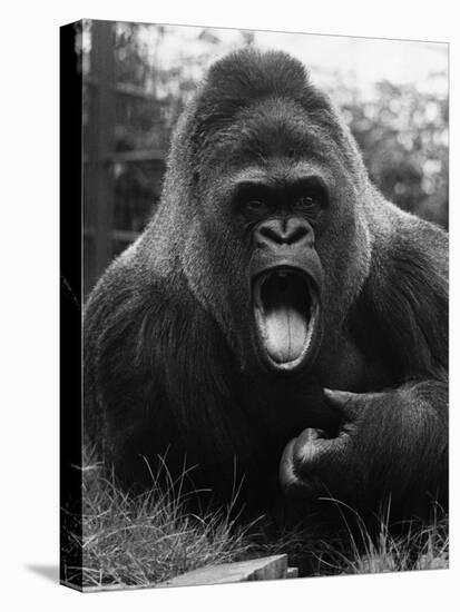 Open-Mouthed Gorilla-null-Premier Image Canvas