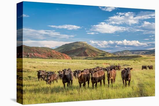 Open Range Cattle Grazing at Foothills of Rocky Mountains in Northern Colorado, Summer Scenery-PixelsAway-Premier Image Canvas