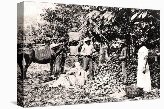 Opening Cocoa Pods, Trinidad, Trinidad and Tobago, C1900s-Strong-Premier Image Canvas