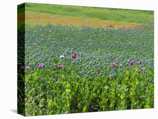 Opium Poppies are a Legal Crop for Production of Morphine, Sandinski, Bulgaria-Louise Murray-Premier Image Canvas