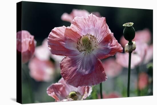 Opium Poppies (Papaver Somniferum)-Vaughan Fleming-Premier Image Canvas