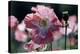 Opium Poppies (Papaver Somniferum)-Vaughan Fleming-Premier Image Canvas