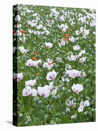 Opium Poppies (Papaver Somniferum)-Adrian Bicker-Premier Image Canvas